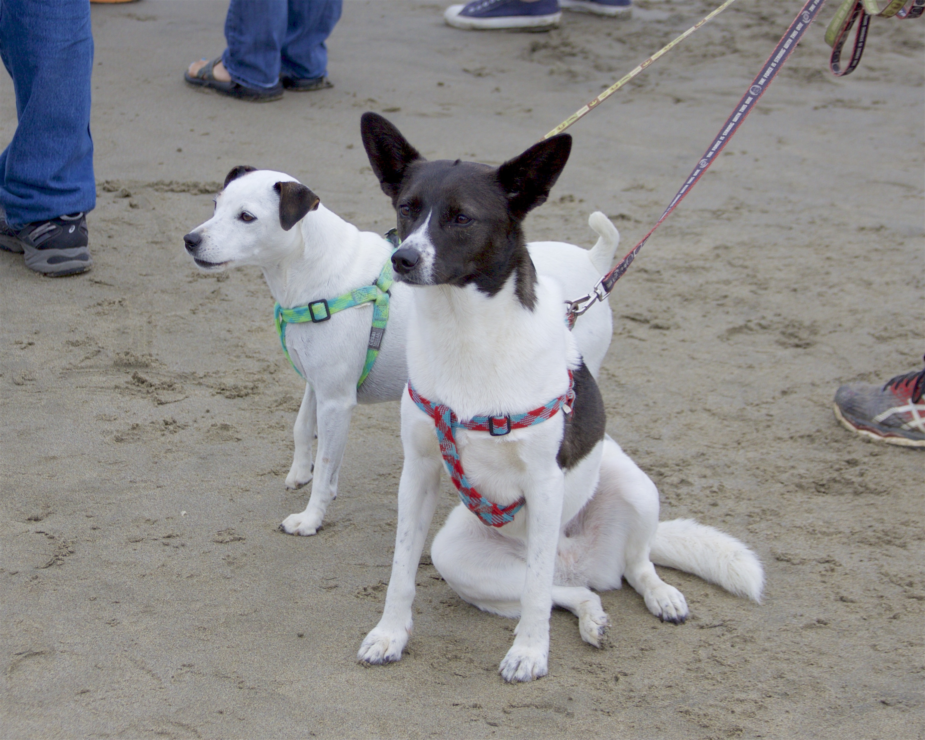 One Border Collie And Another Dog Sitting On The Beach In Goofy Poses