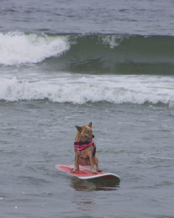 Australian Cattle Dog In Pink Jacket On Pink Surfboard