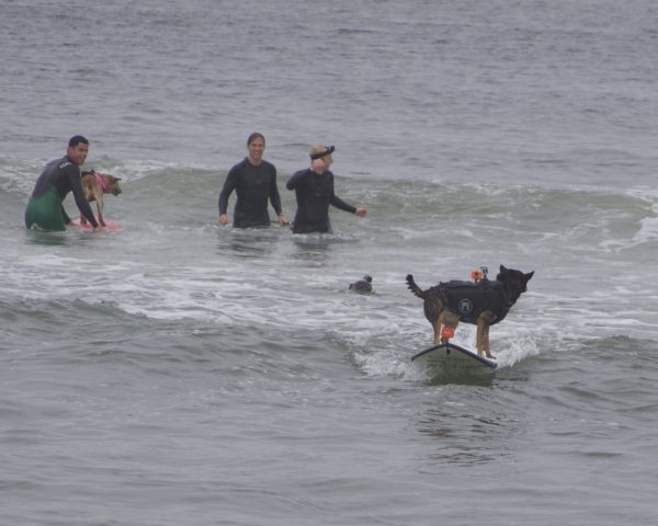 Dog Standing On Surfboard While Looking Backwards