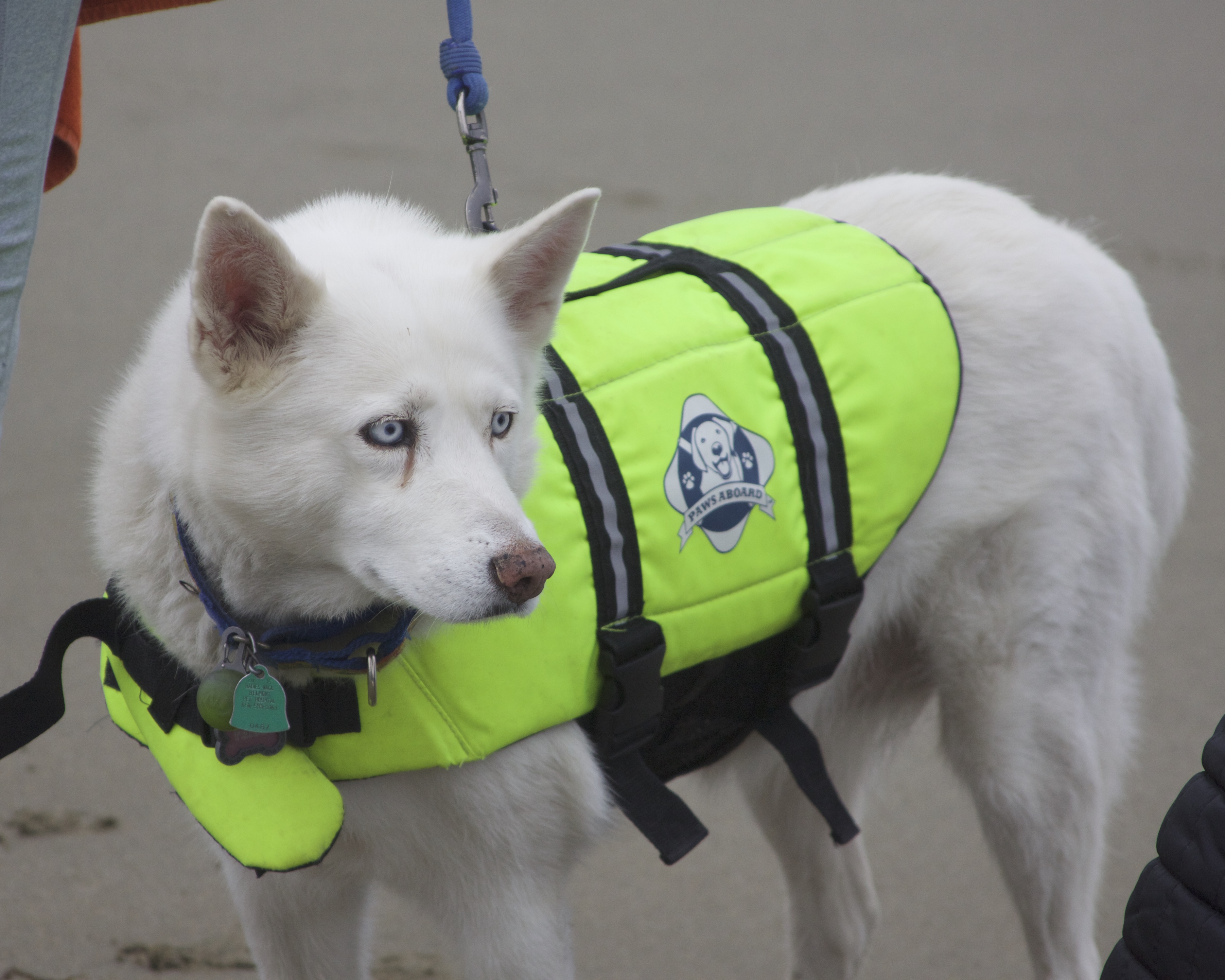 White Siberian Husky In A Green Life Jacket On A Beach