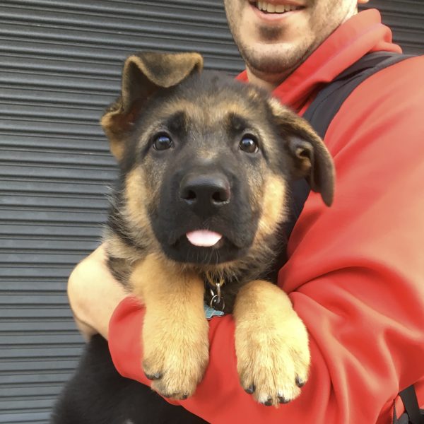 Blep! German Shepherd Puppy Sticking Her Tongue Out At The Camera
