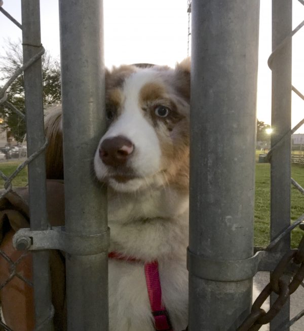 Australian Shepherd Puppy With Pink Spot On Nose Peering Through A Fence