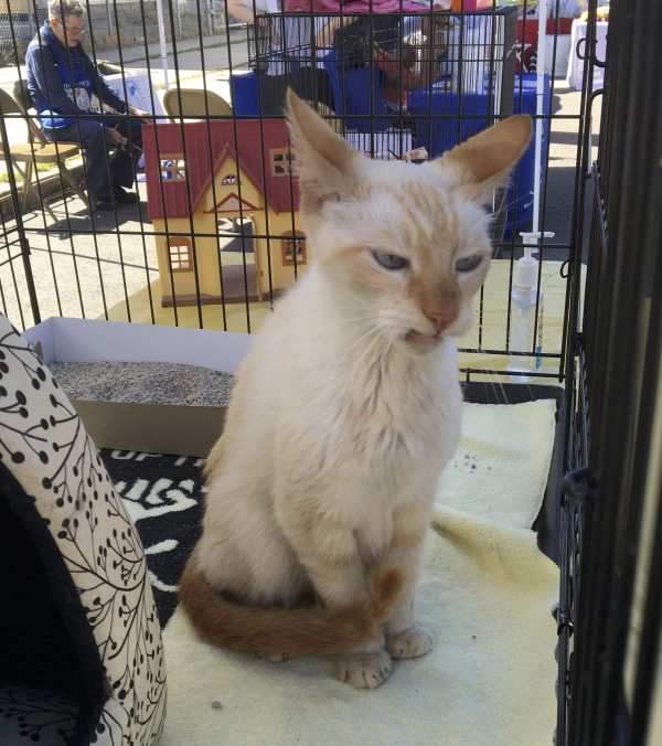 Cream Cat With Faint Tiger Markings On Face And Hilariously Disgruntled Expression
