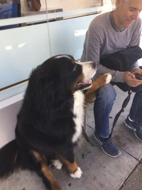 Man And Bernese Mountain Dog Sitting Next To One Another, Dog With Paw On Man's Leg
