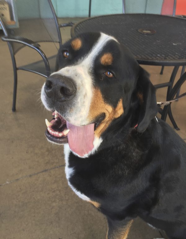 Greater Swiss Mountain Dog Being Goofy