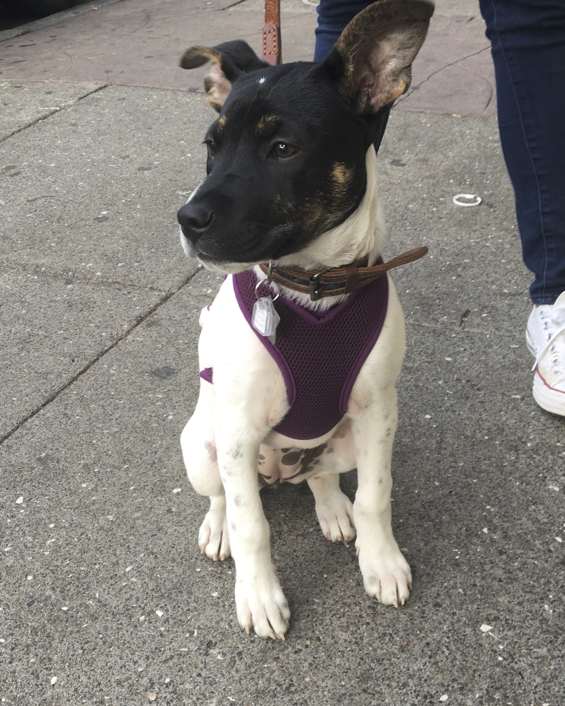 Mixed Breed Puppy With Awesome Eyebrows And Humongous Ears Looking Ostentatiously Away From Camera