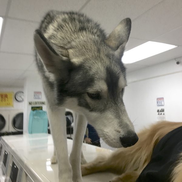 Siberian Husky Standing On Washing Machines In A Laundromat