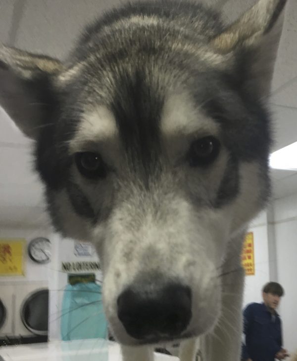 Siberian Husky Pokes Her Nose At The Camera