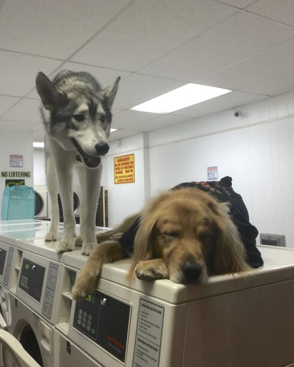 Golden Retriever And Siberian Husky On Commercial Washing Machines In A Laundromat