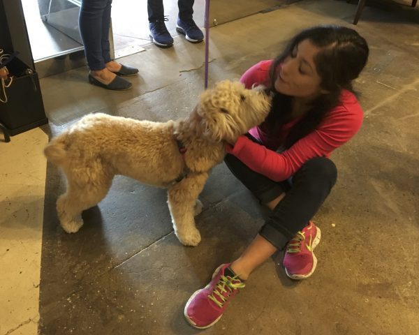 Wheaten Terrier Poodle Mix Licking Woman's Face