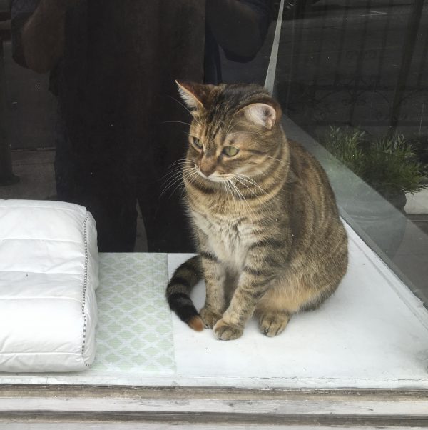 Tiger Tabby Sitting In A Window
