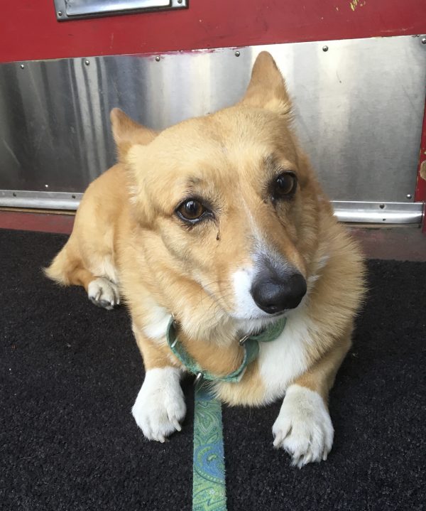 Pembroke Welsh Corgi Lying In Front Of A Door With Head Tilted To One Side