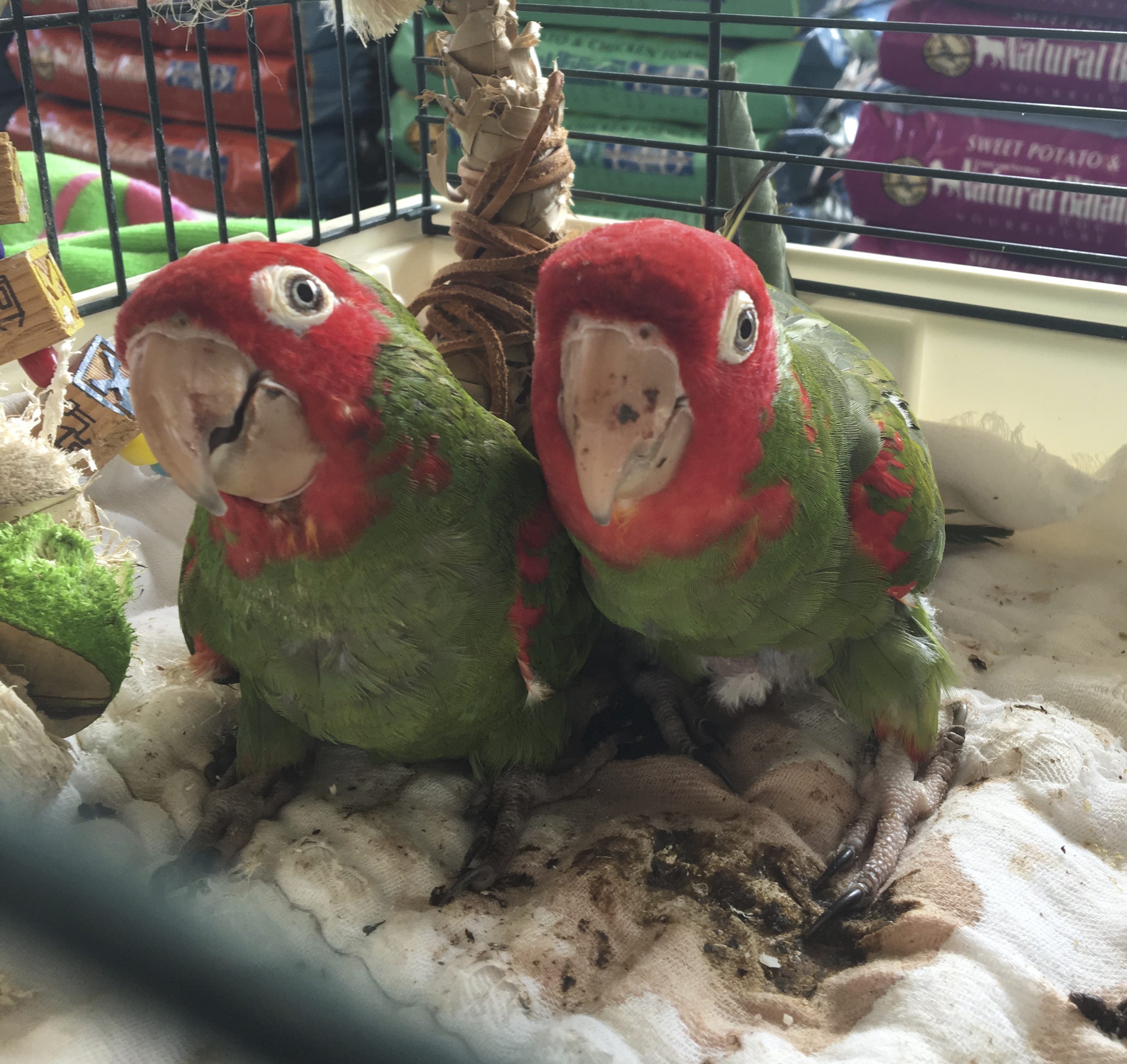 Two Cherry-Headed Conures In A Cage
