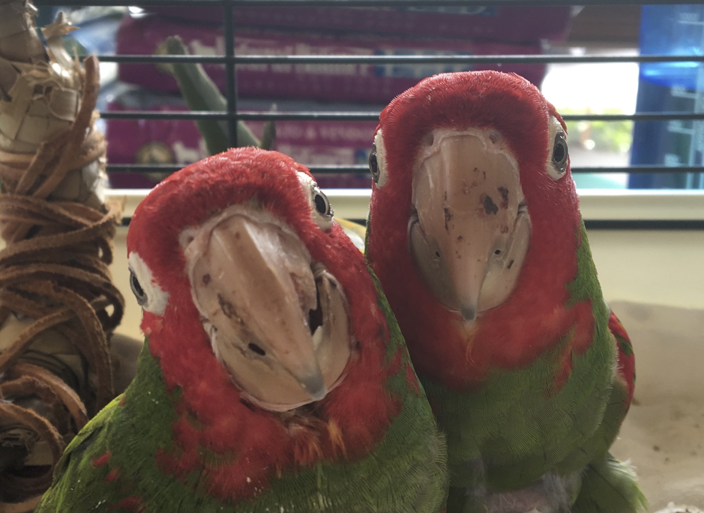 A Closeup Of Two Cherry-Headed Conures Smiling For The Camera