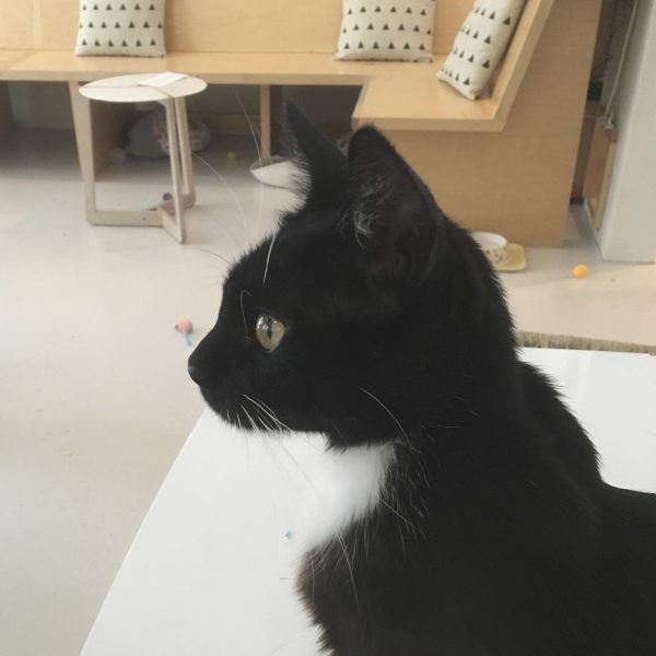 Tuxedo Kitten In Profile