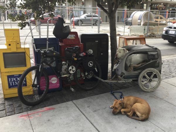 Two American Pit Bull Terriers Guarding A Doggie Bike Trailer Attached To An Electric Bicycle With Huge Handlebars