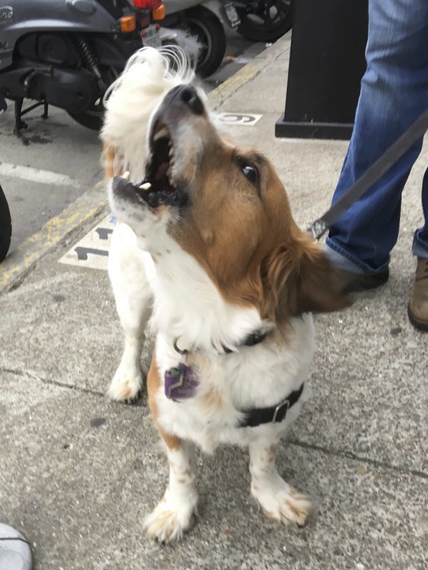 Basset Hound Brittany Spaniel Mix That Looks Like A Brittany Spaniel With No Legs And A Horse's Tail Howling
