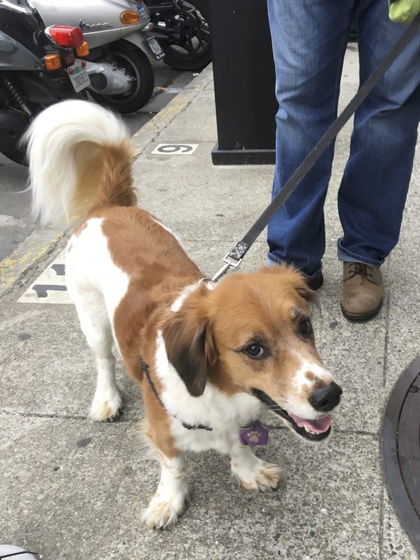 Basset Hound Brittany Spaniel Mix That Looks Like A Brittany Spaniel With No Legs And A Horse's Tail Grinning And Wagging