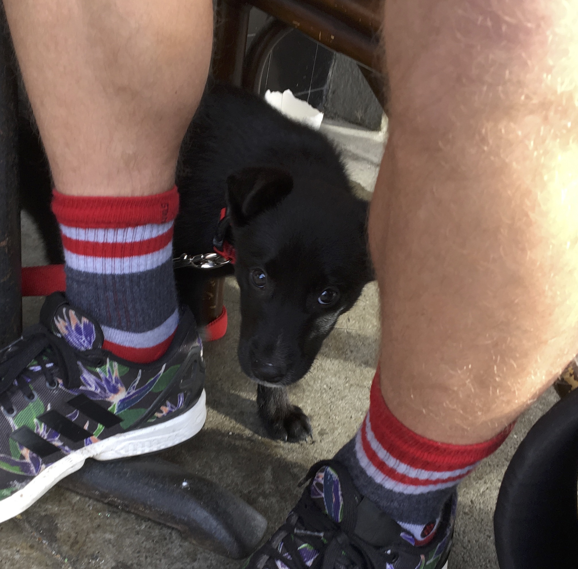 4 Week Old Black Border Collie Labrador Retriever Mix Peeking Out From Behind Man's Legs