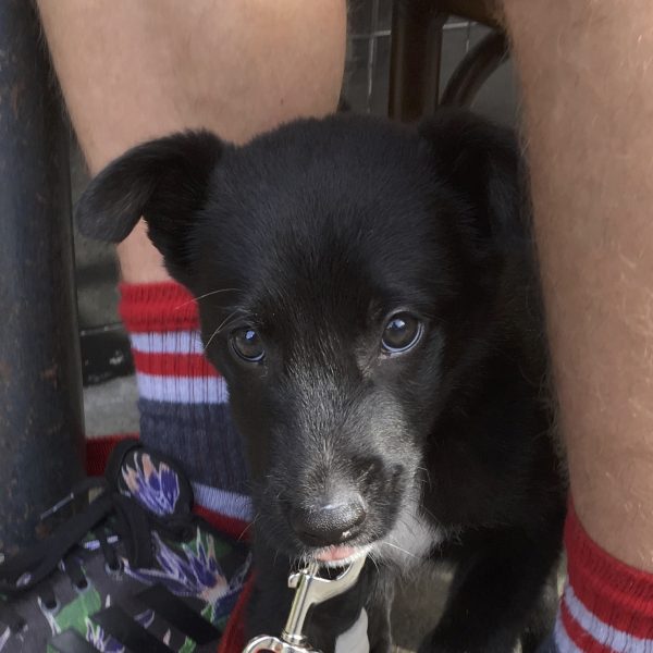 4 Week Old Black Border Collie Labrador Retriever Mix Peeking Out From Behind Man's Legs And Sticking Out His Tongue A Tiny Bit Blep