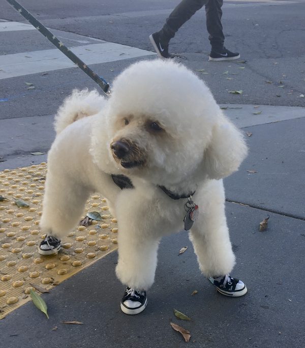 Amazingly Fluffy White Poodle In Sneakers