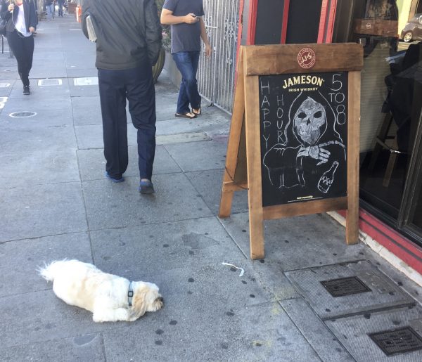 Shih Tzu Sitting Outside Pub With Happy Hour Sign