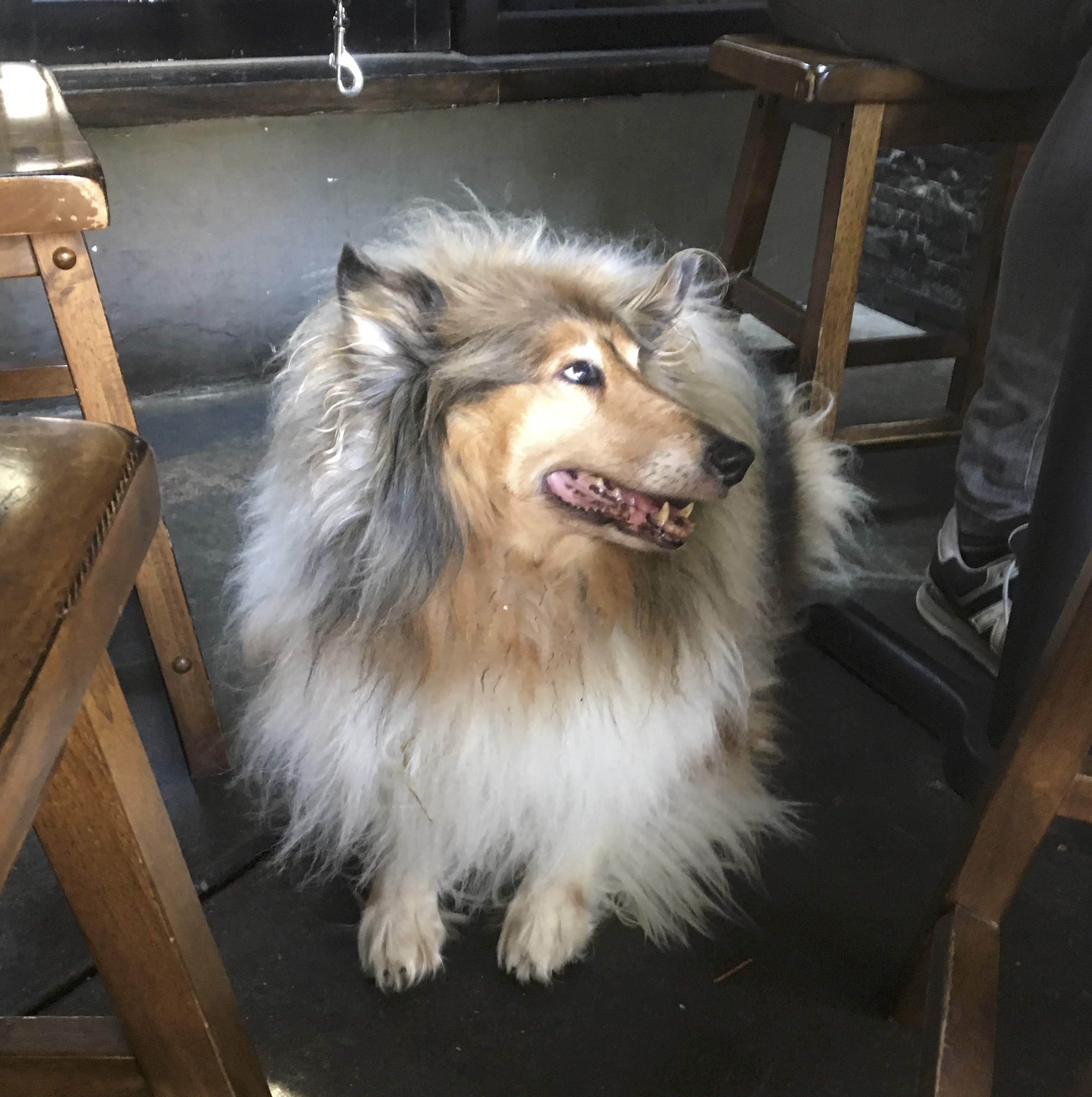 Fluffy Collie Lying Under A Table