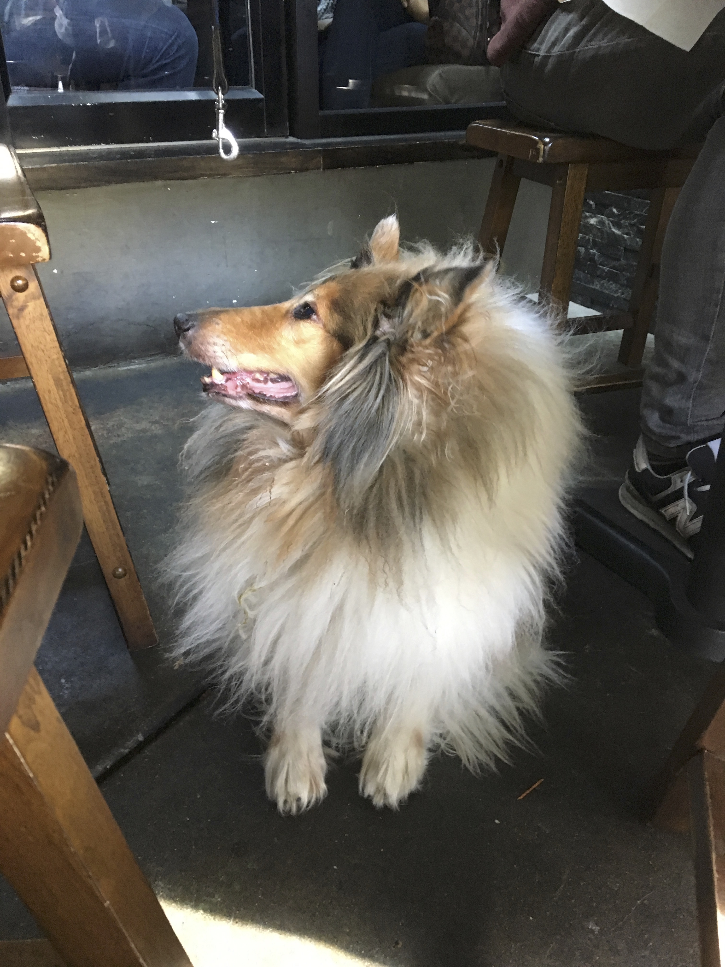 Fluffy Collie Lying Under A Table