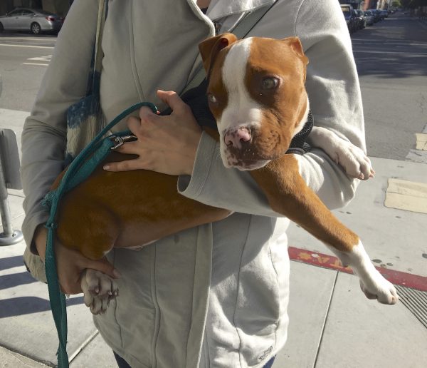 Pit Bull Boxer Mix Puppy In Woman's Arms