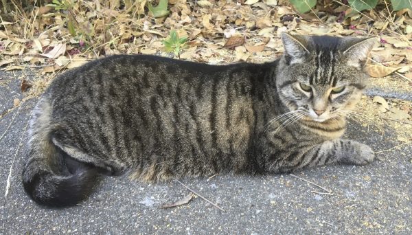 Tiger Tabby Cat Lying On Concrete Driveway