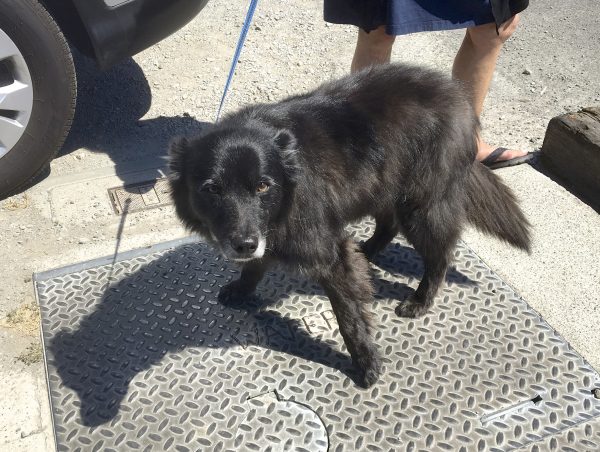 Black Dog In The Sun