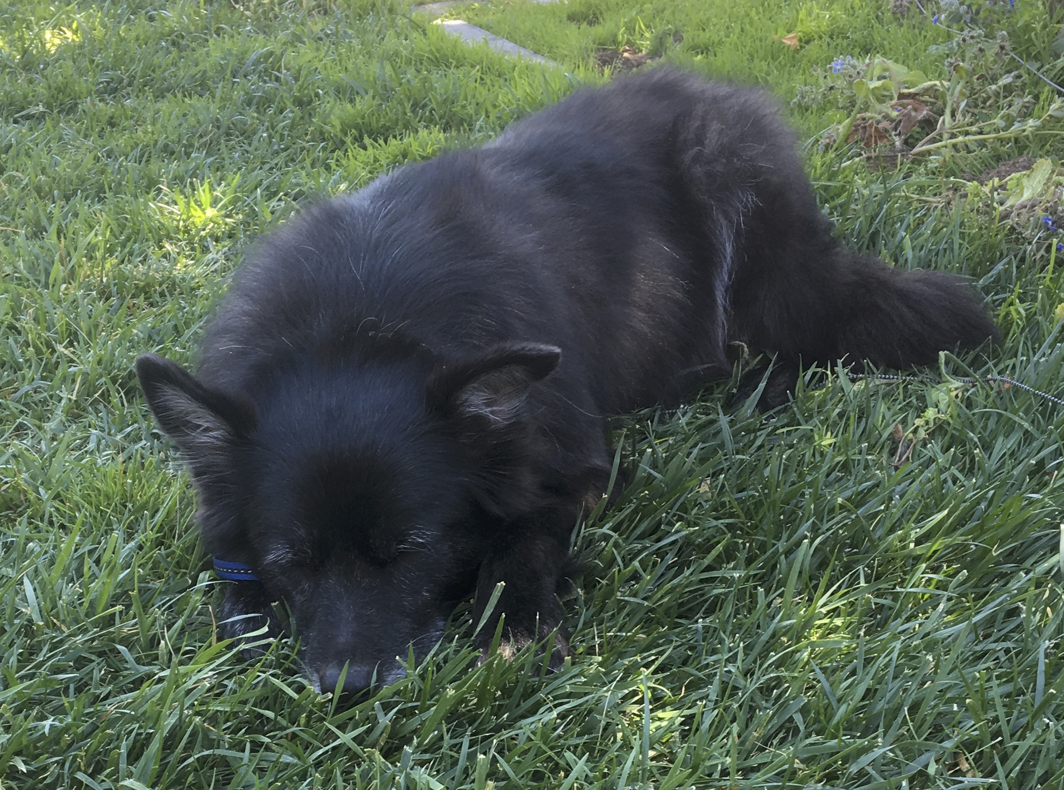 Black Dog Napping In The Grass