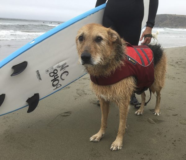 Wet New Zealand Huntaway Dog With Surfboard On Beach