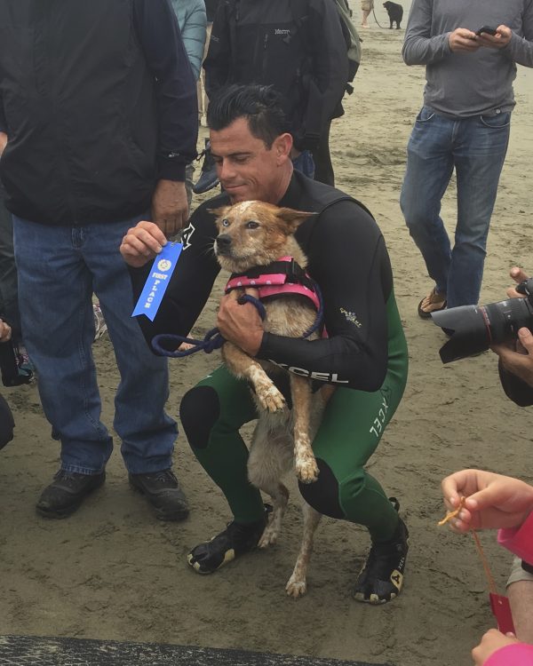 Australian Cattle Dog With Heterochromia In A Pink Coat Being Awarded A Blue Ribbon On A Beach