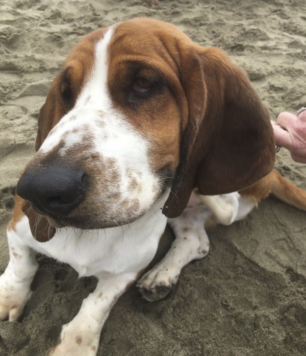 Basset Hound Looking Into Camera With A Jaundiced Eye