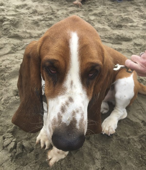 Basset Hound Looking Into Camera With Two Jaundiced Eyes