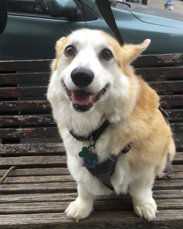 Tidus The Famous Corgi Sitting On A Park Bench And Grinning