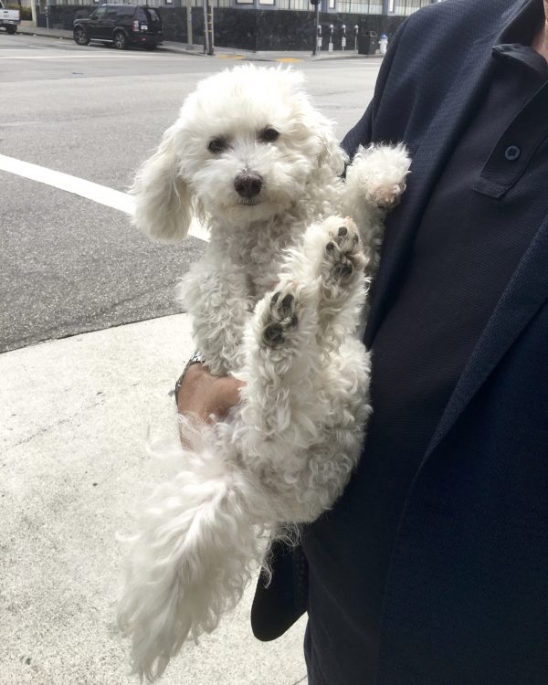 Fluffy White Dog Being Held Upside Down Under One Arm