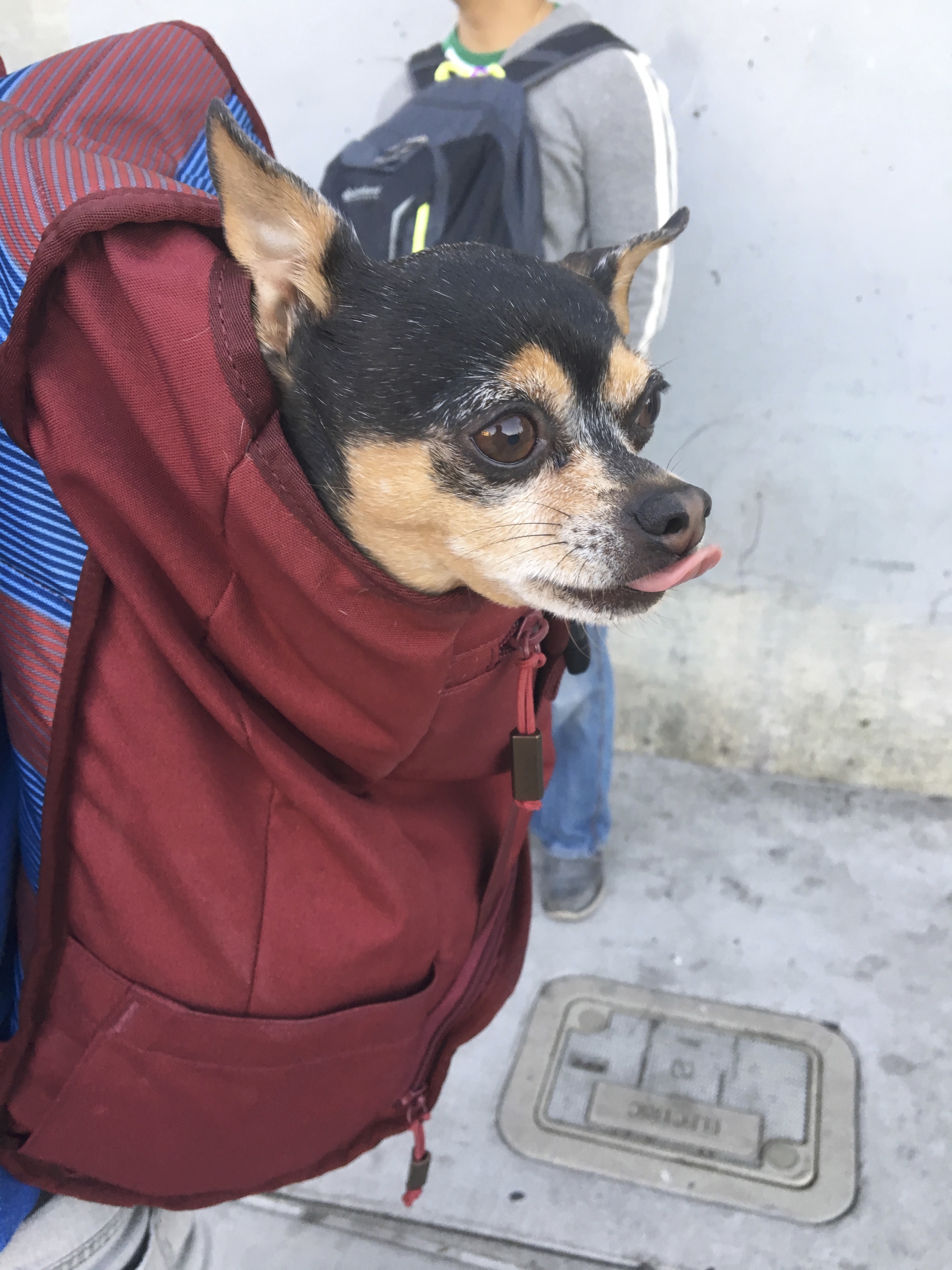 Chihuahua In Backpack Sticking Out Tongue, Blep!