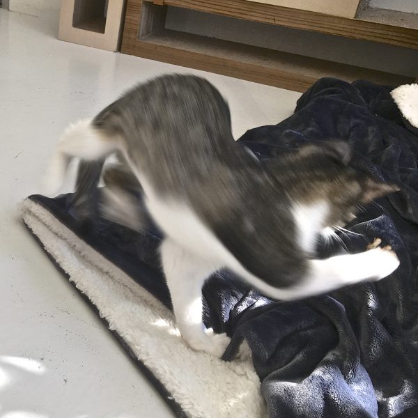 Cat Pouncing On Cat Toy