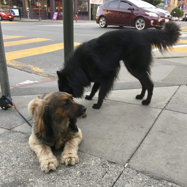 Black Fluffy Dog Sniffing Brown And Black Fluffy Dog's Butt