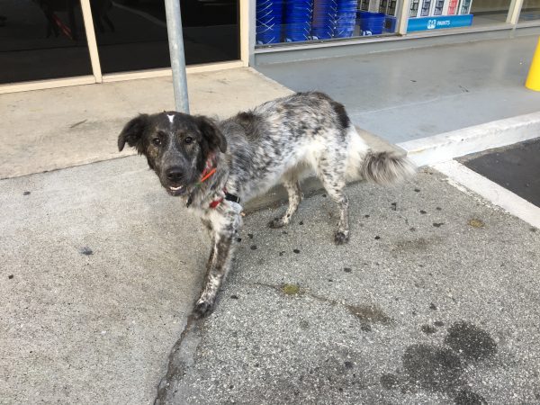 German Shorthaired Pointer Mix