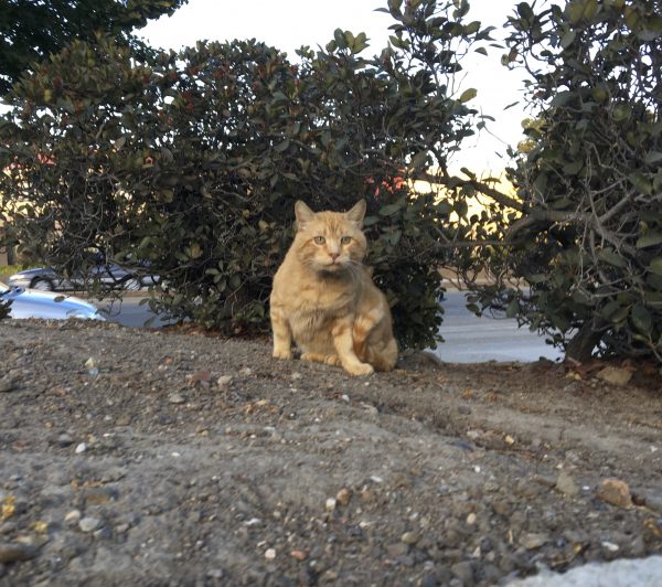 Marmalade Tiger Tabby Cat
