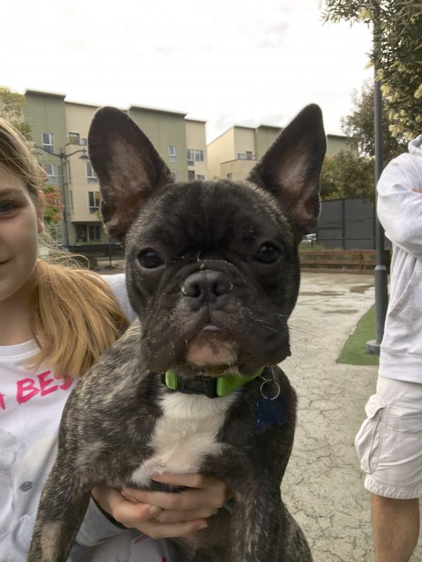 Brindled French Bulldog With White Chest Being Held By Girl