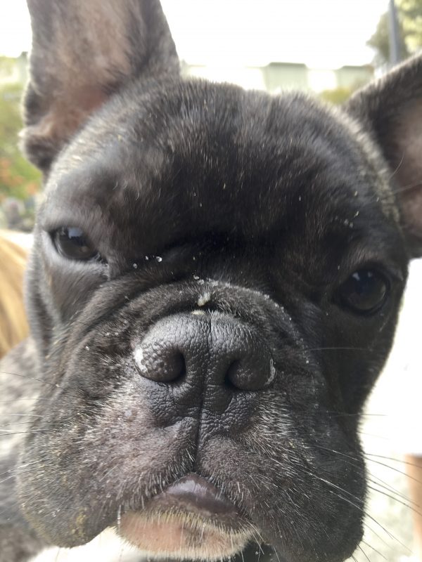 Brindled French Bulldog Staring Into Camera