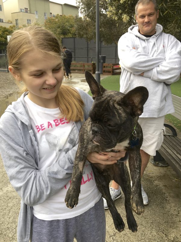 Girl Holding Brindled French Bulldog With White Chest