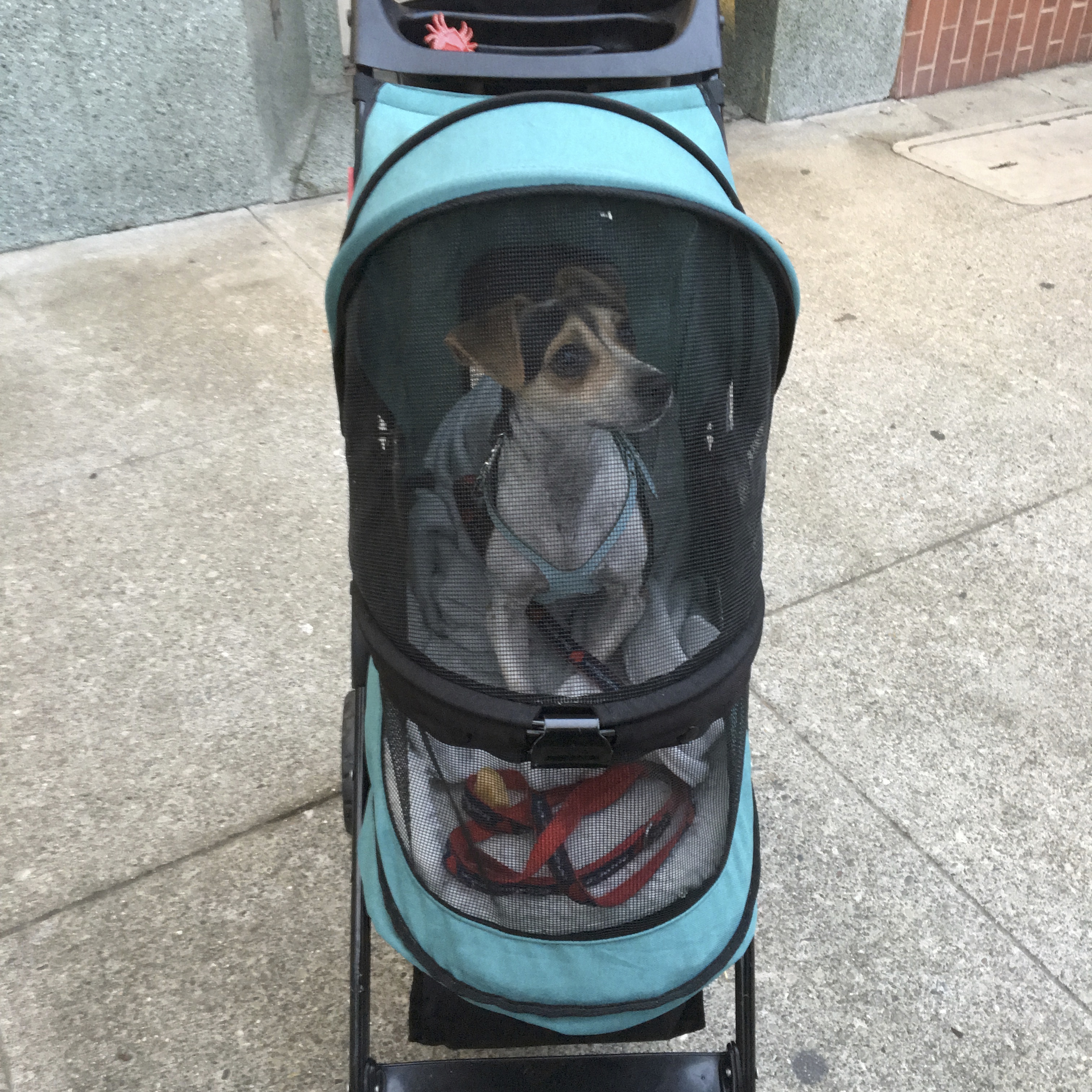Jack Russell Terrier In A Dog Stroller