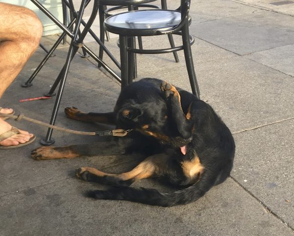 German Shepherd Mix Black With Tan Points And Half Floppy Ears Licking Himself
