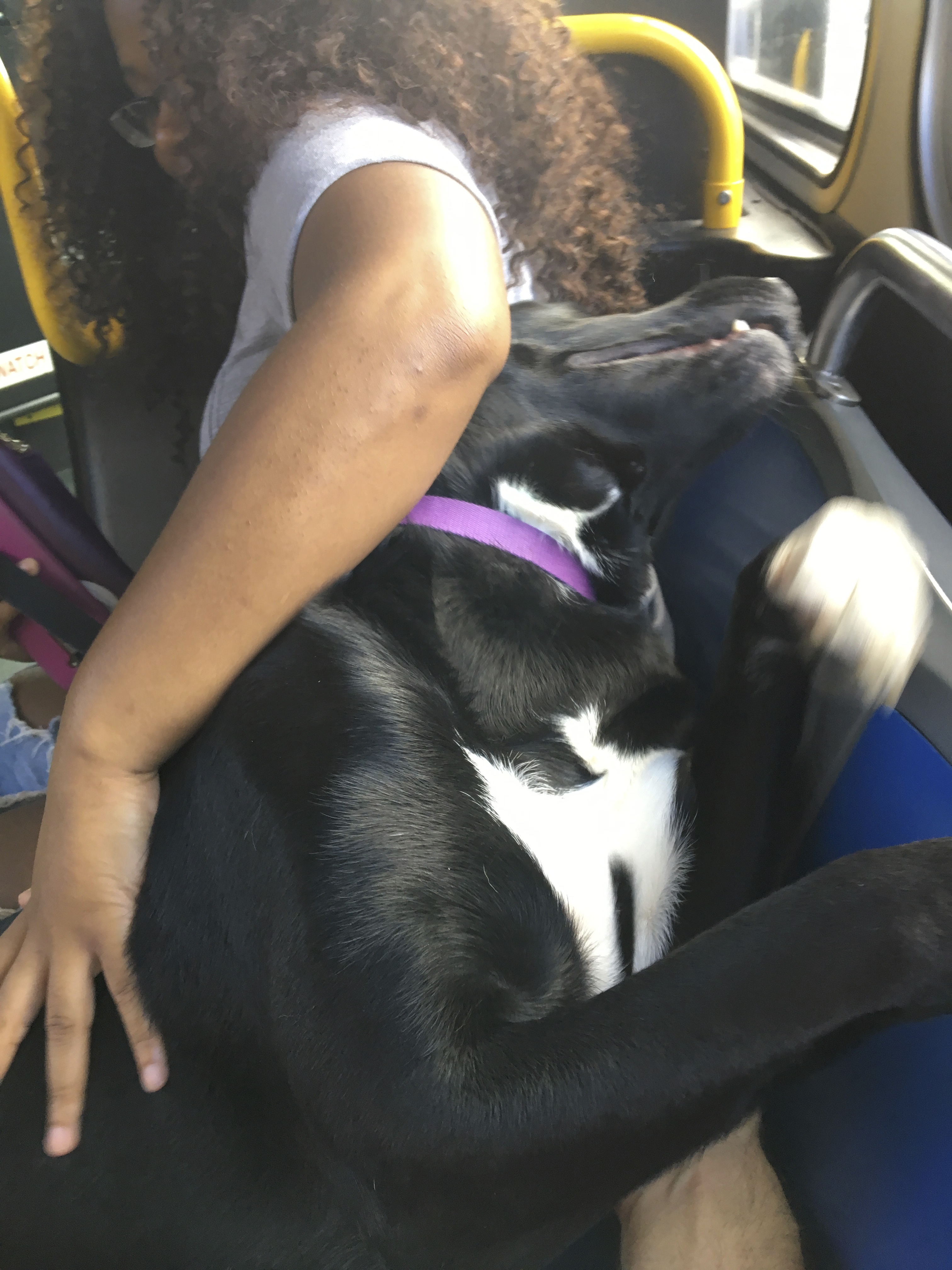 Labrador Retriever Siberian Husky Mix Laying On A Bus Seat And Leaning Back Against A Woman