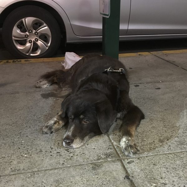 Black Labrador Retriever Mix Lying On Sidewalk